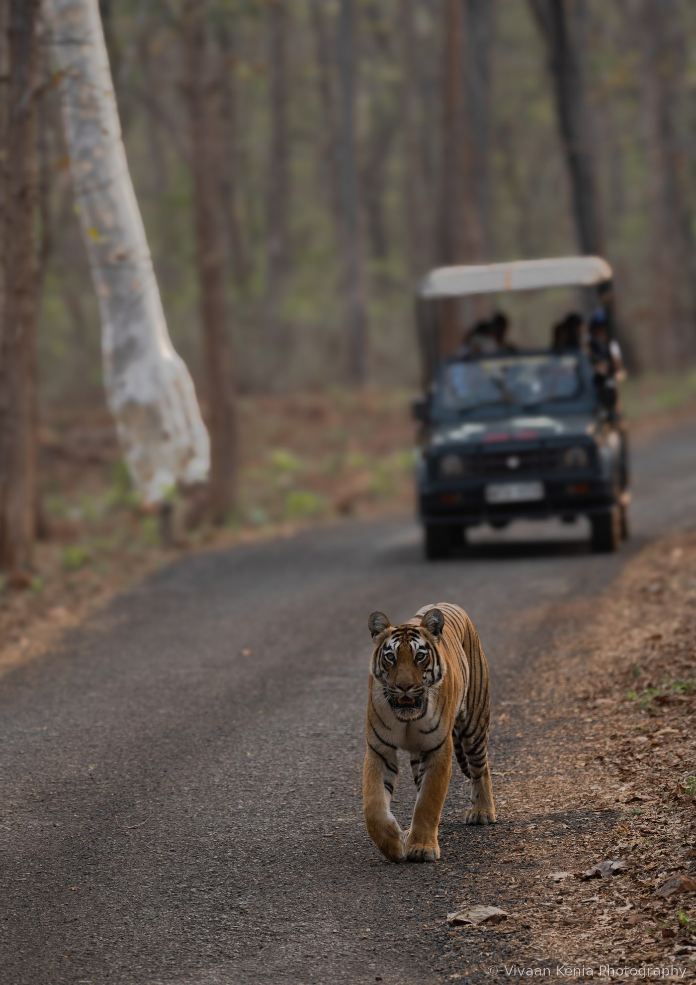 Tiger walking along a paved forest road with a safari jeep behind
