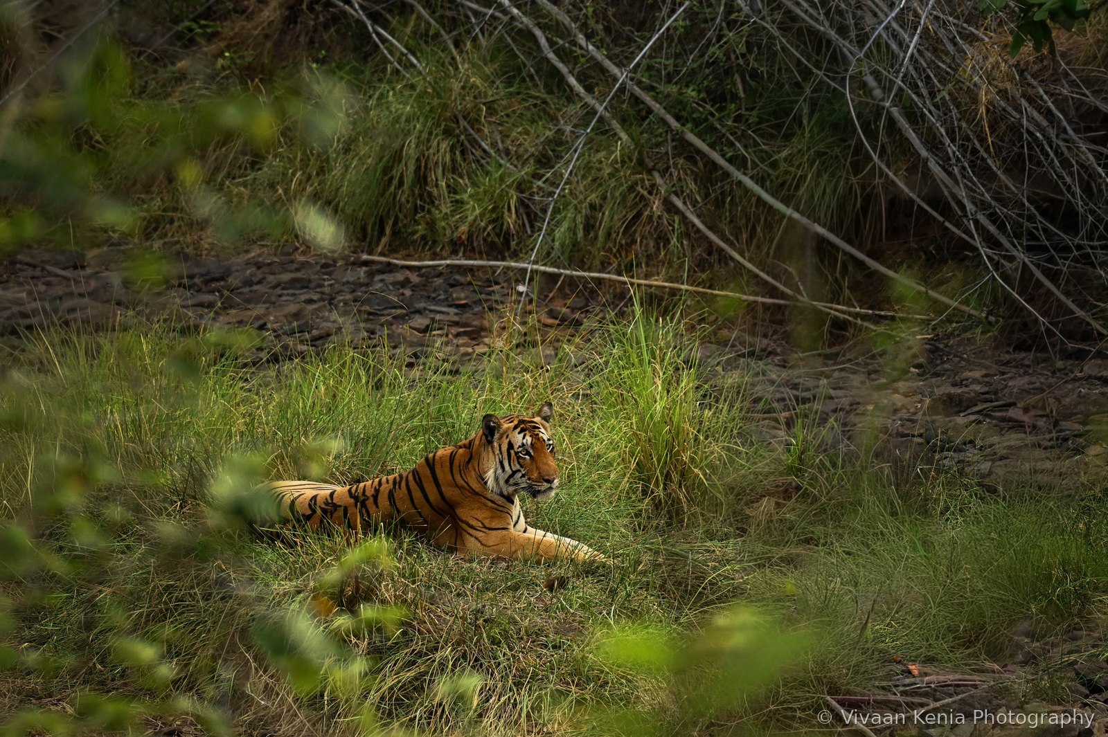 Tiger resting in green grass, Tadoba