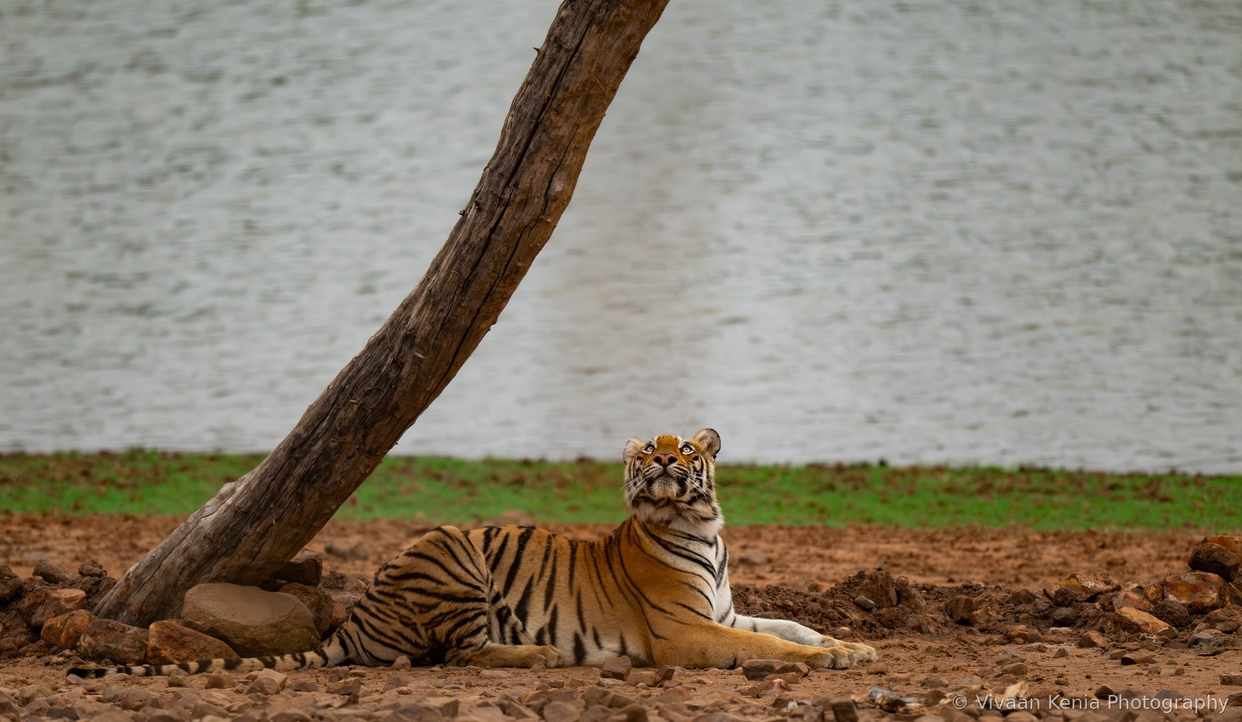 Tiger resting beside a lake, looking upward