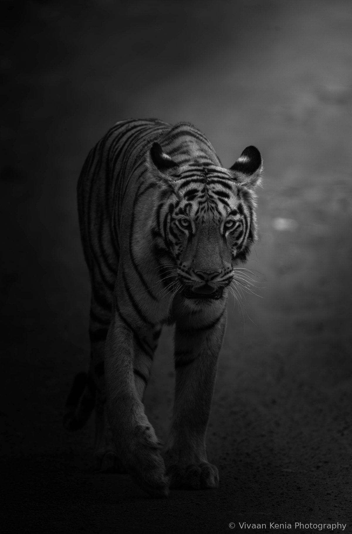 Black and white photograph of a tiger walking toward camera