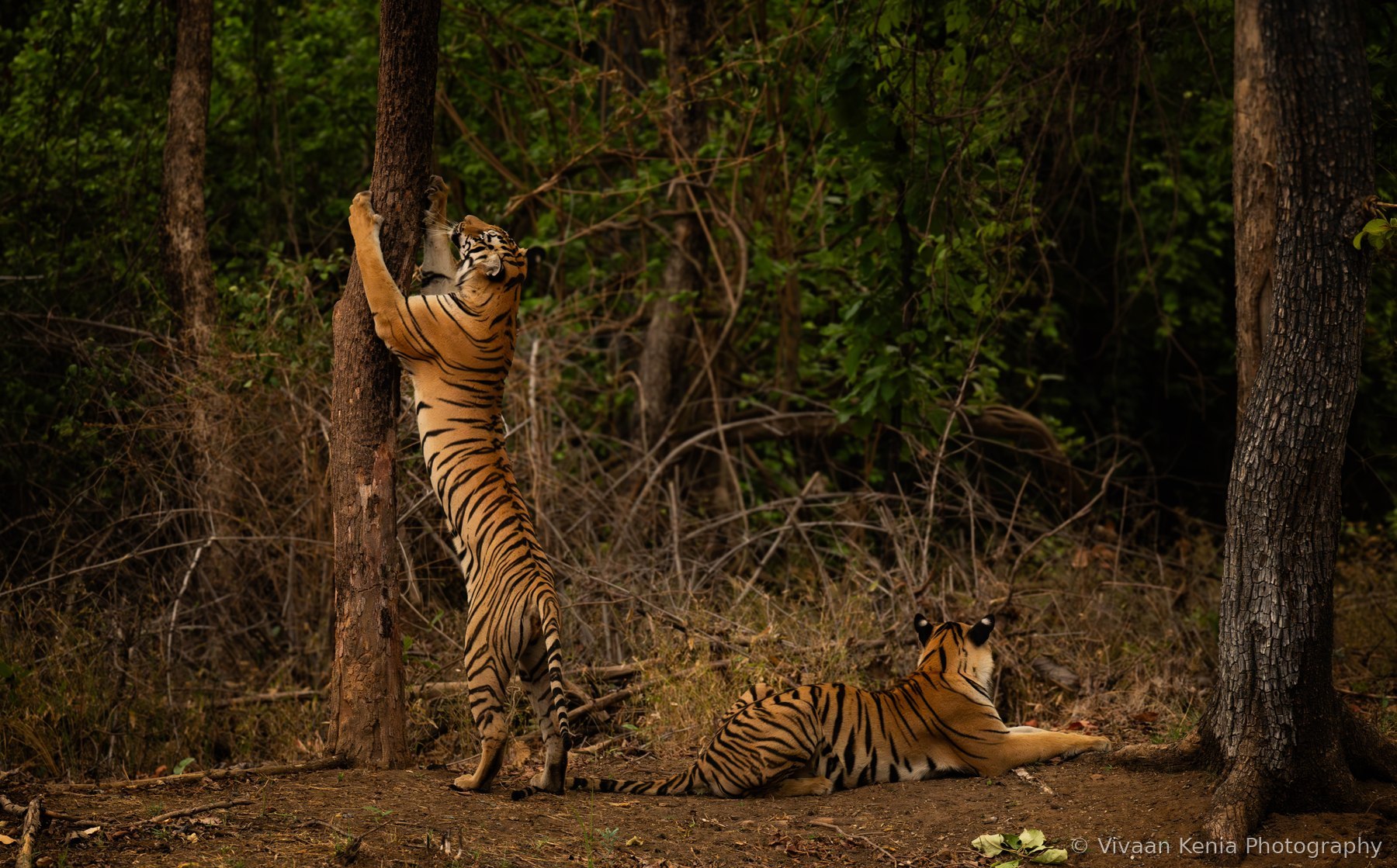 Tiger standing upright scratching a tree trunk