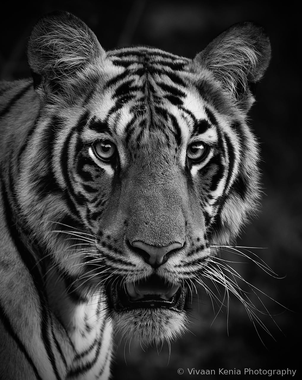 Bengal tiger, Tadoba-Andhari Tiger Reserve
