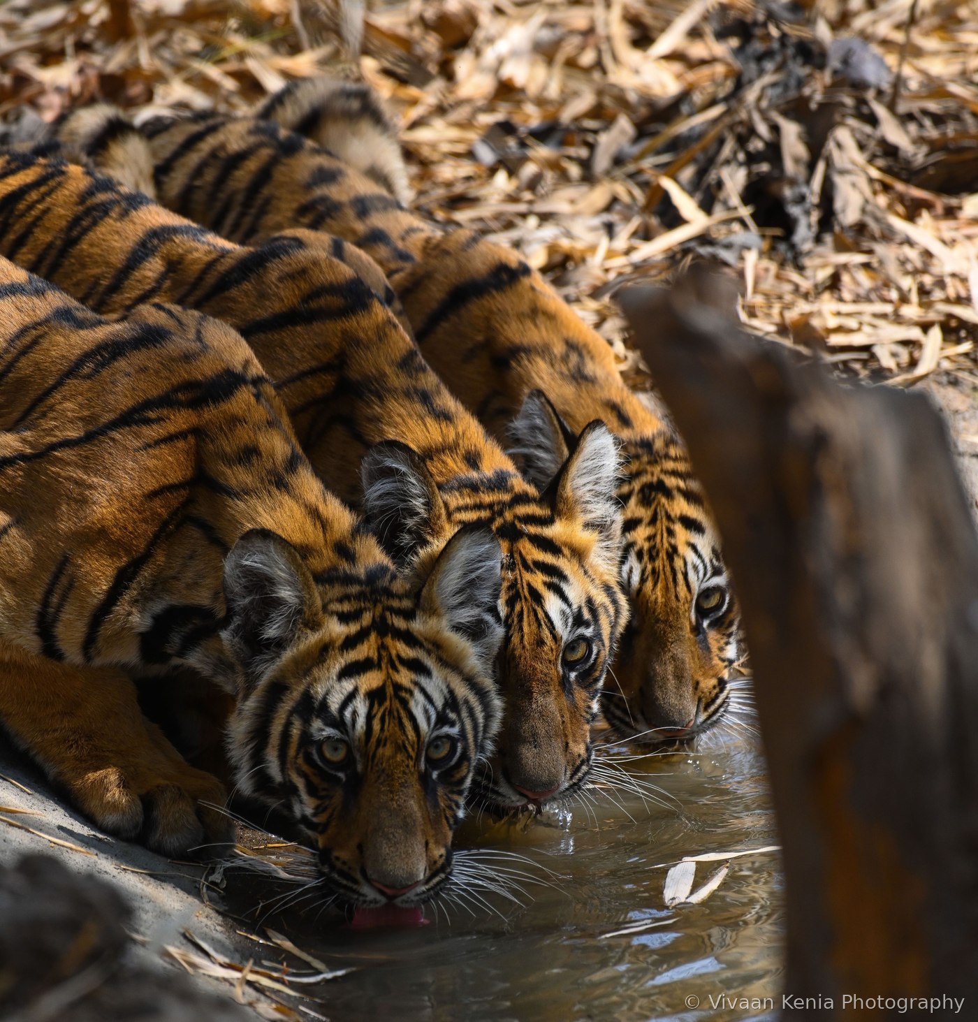 Three tiger cubs drinking from a water source