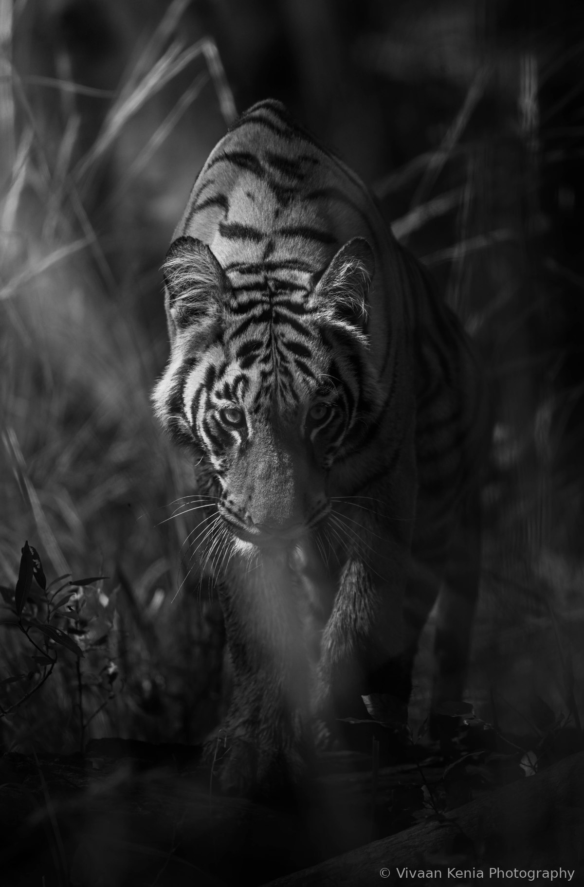 Black and white photograph of a tiger cub moving through grass