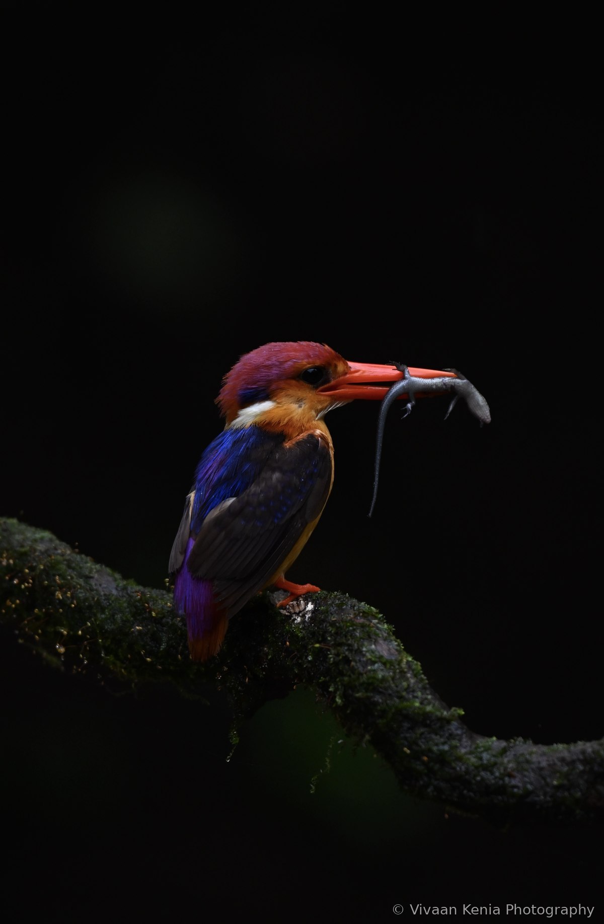 Oriental dwarf kingfisher perched on a branch with prey, Karnala Bird Sanctuary