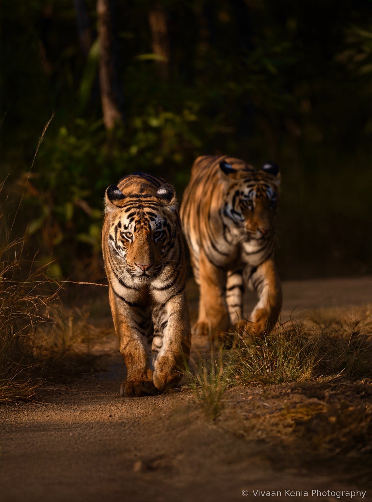 Two tigers walking together on a dusty forest trail