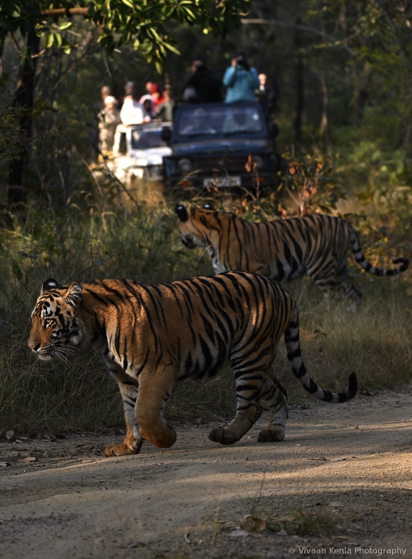 Two tigers crossing a road in front of safari jeeps