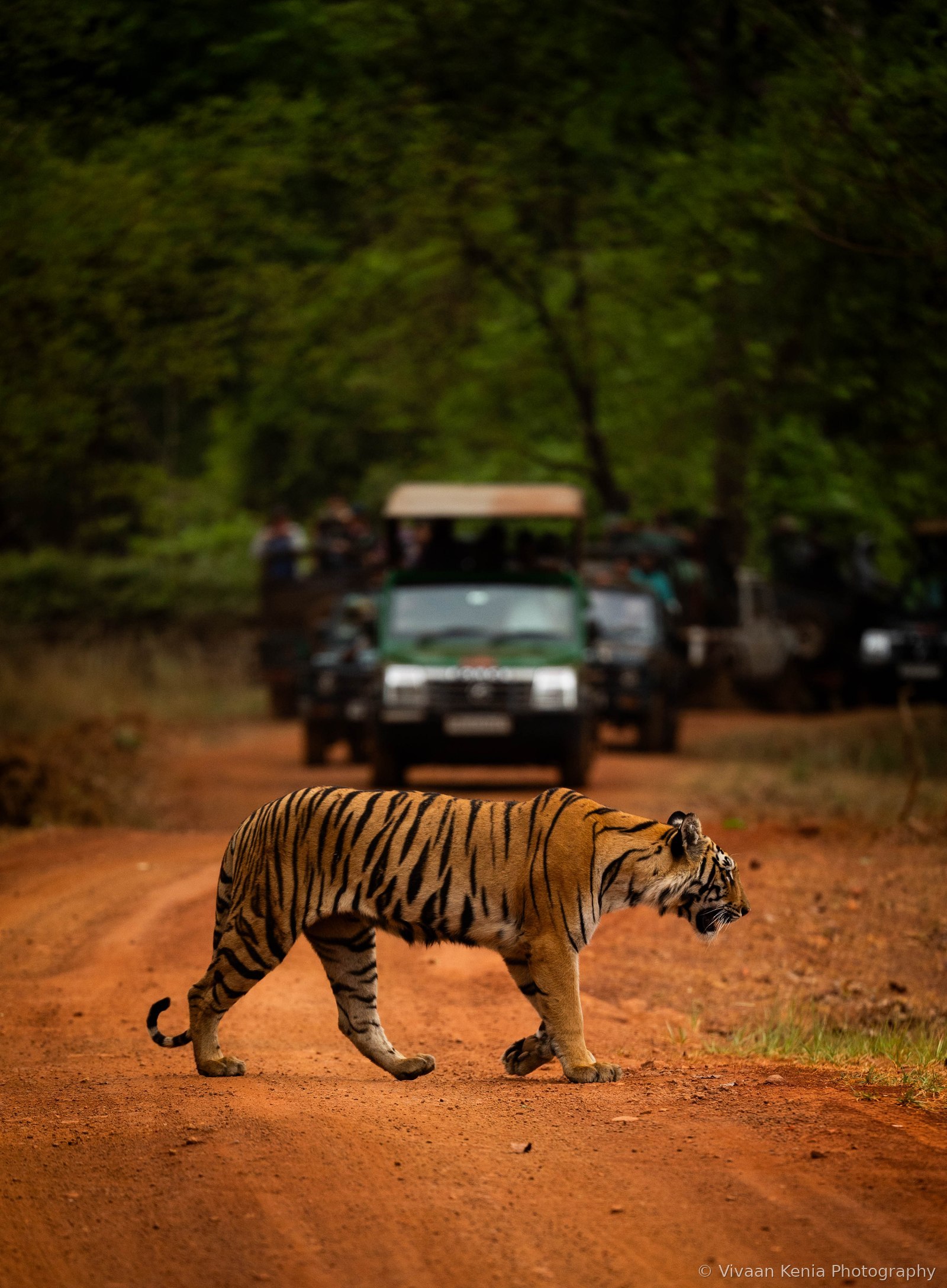 Tiger crossing a red dirt road with safari jeeps in the background