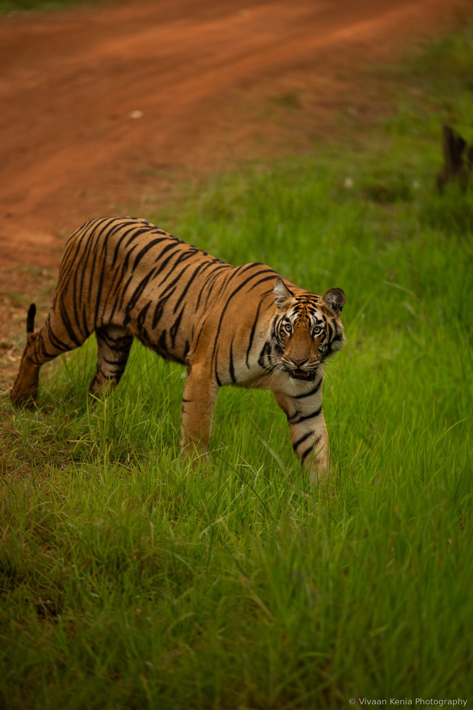 Tiger stepping into bright green grass at the edge of a forest trail