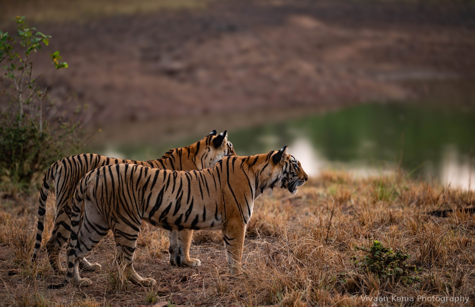 Two tigers standing together in dry grassland near a waterhole