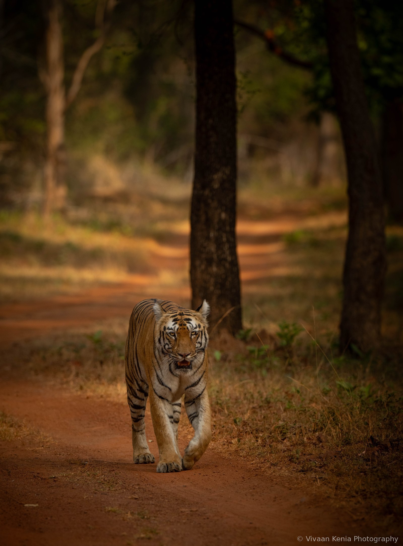 Tiger walking directly toward camera on a red dirt forest path