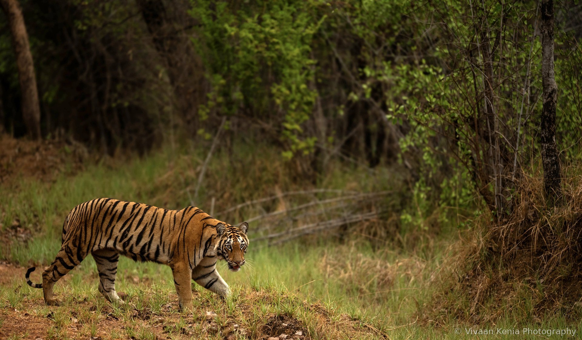 Bengal tiger walking through the forest trail at Tadoba-Andhari Tiger Reserve